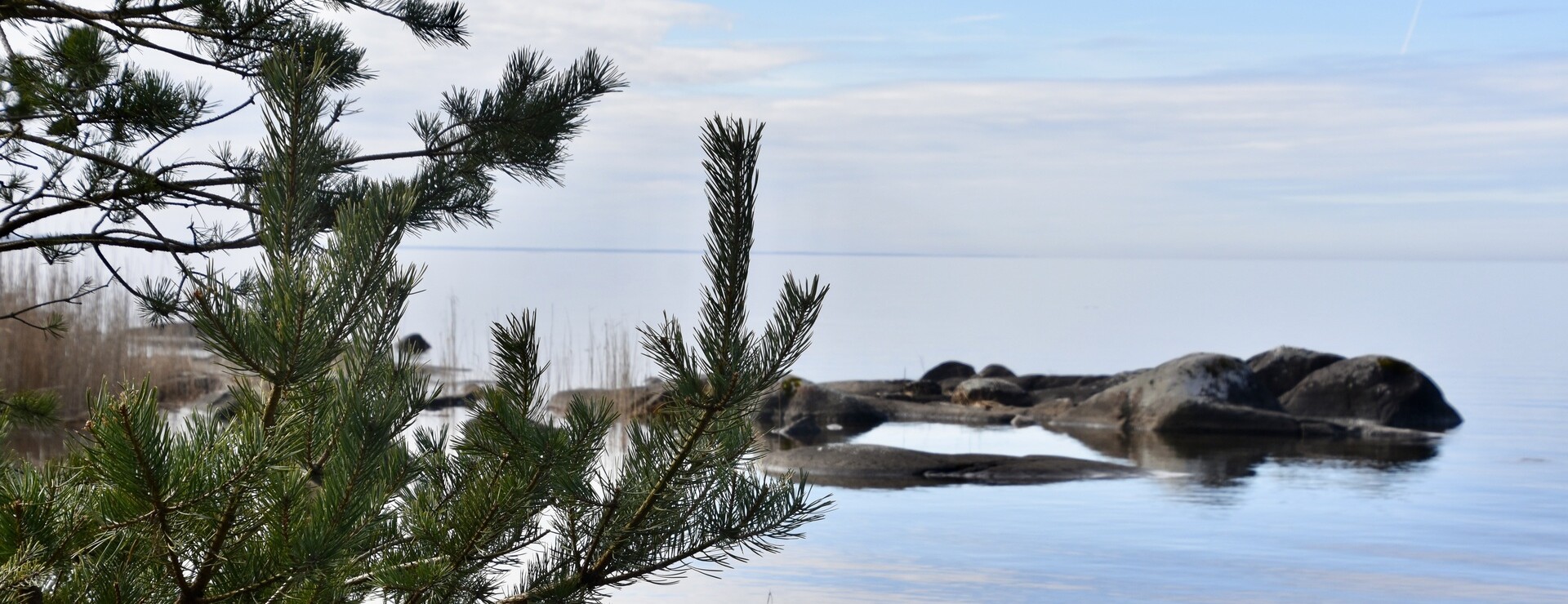 Skog i AB vid Vänern - Renodlad bolagsskog