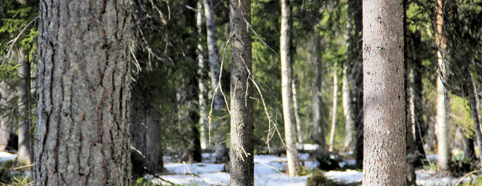 Lauker - Samlad skog med fin tillväxt