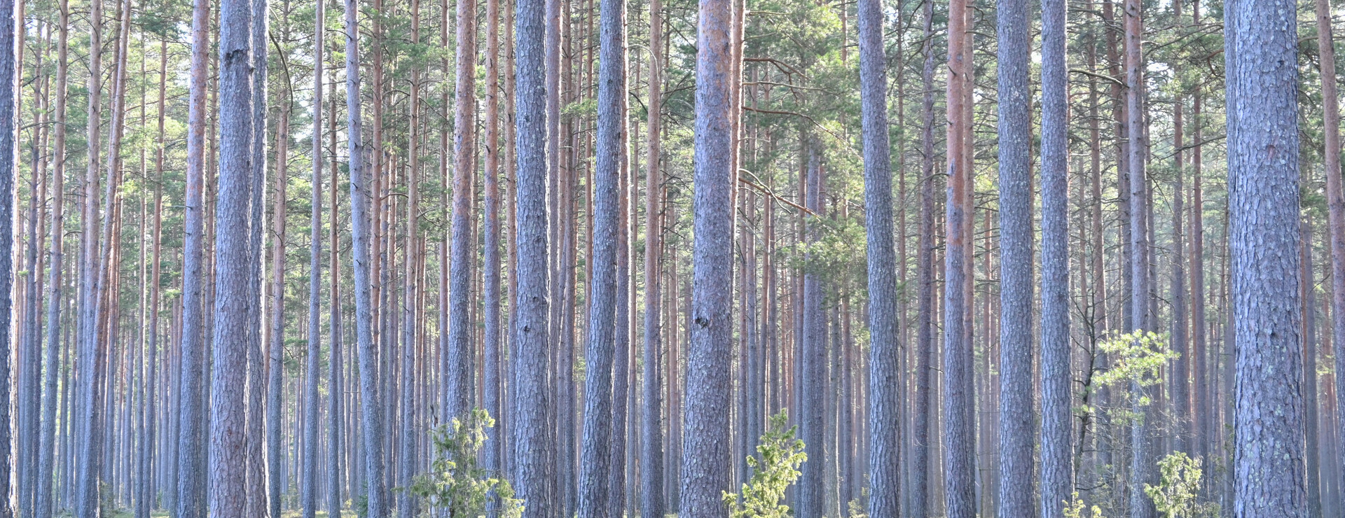 Västra Årena - Välskött skog i Gårdveda