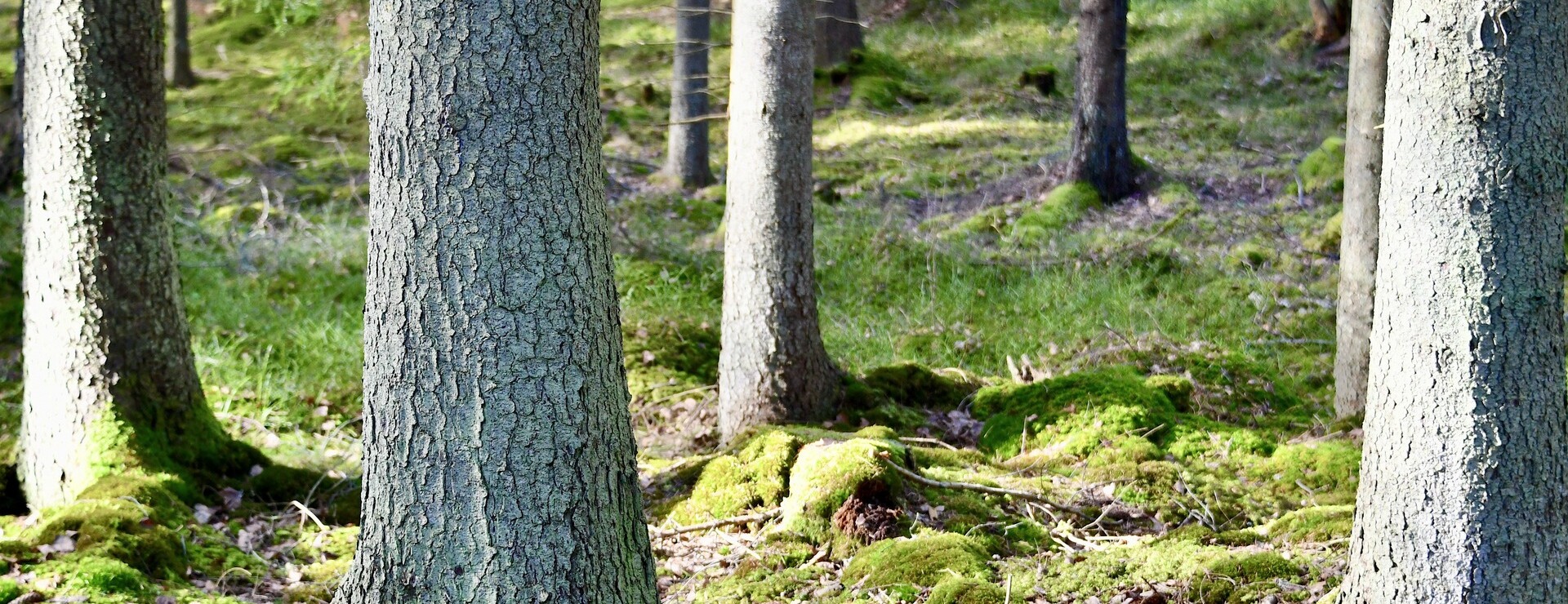Skog i Mellby - Skog i Mellby