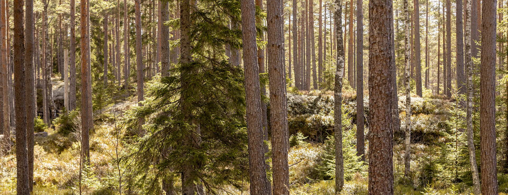 Trösslingstorp - Torpställen med skog och mark
