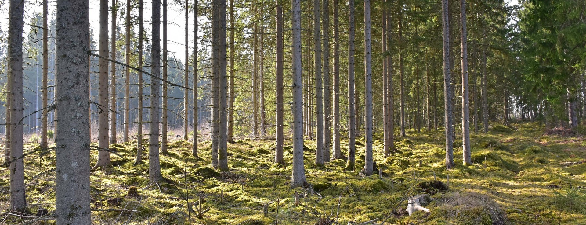 Ormesberga-Hult - Ormesberga-Hult