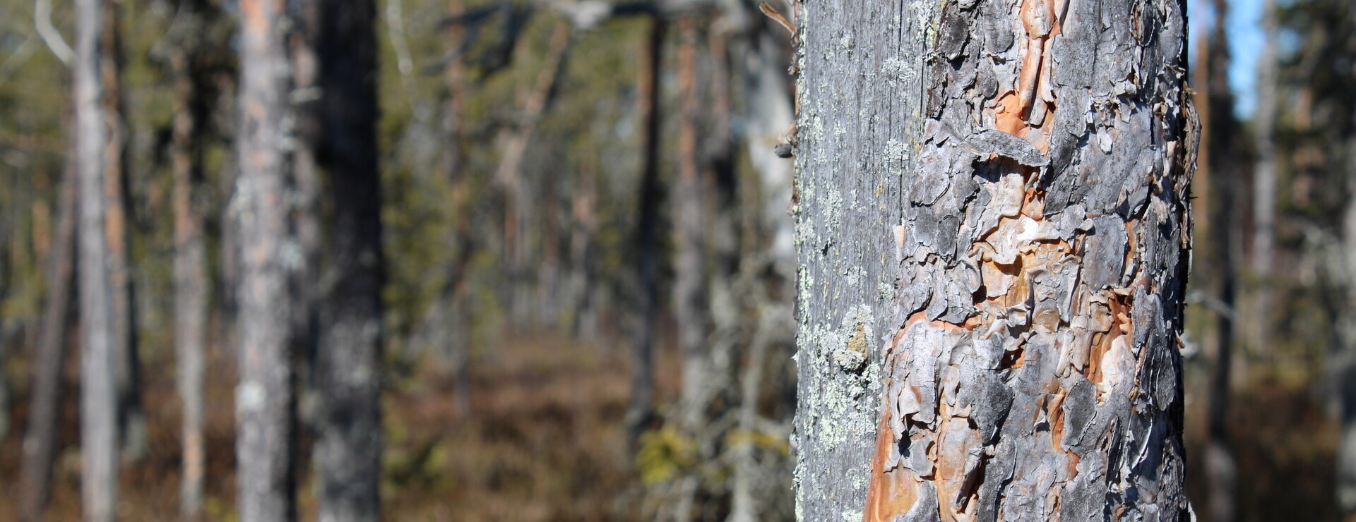 Åliden - Skogsfastighet Åliden