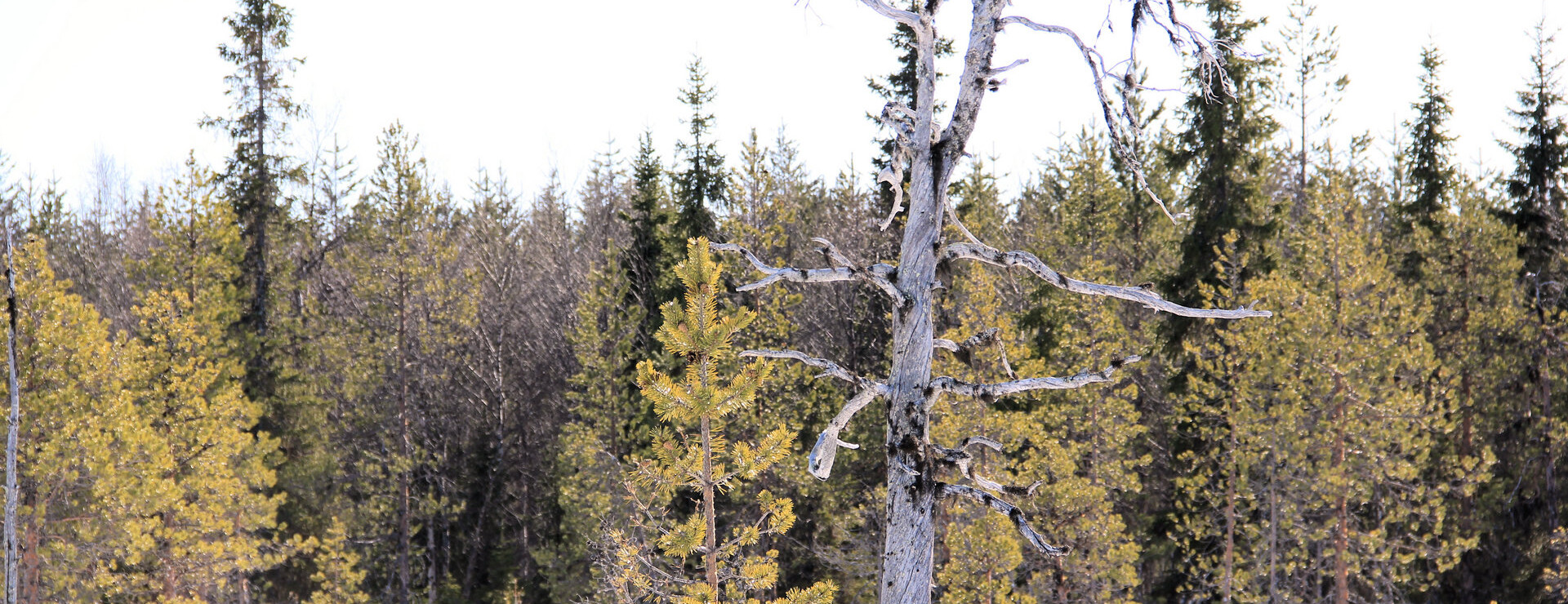 Kangos - Stort skifte med vägar