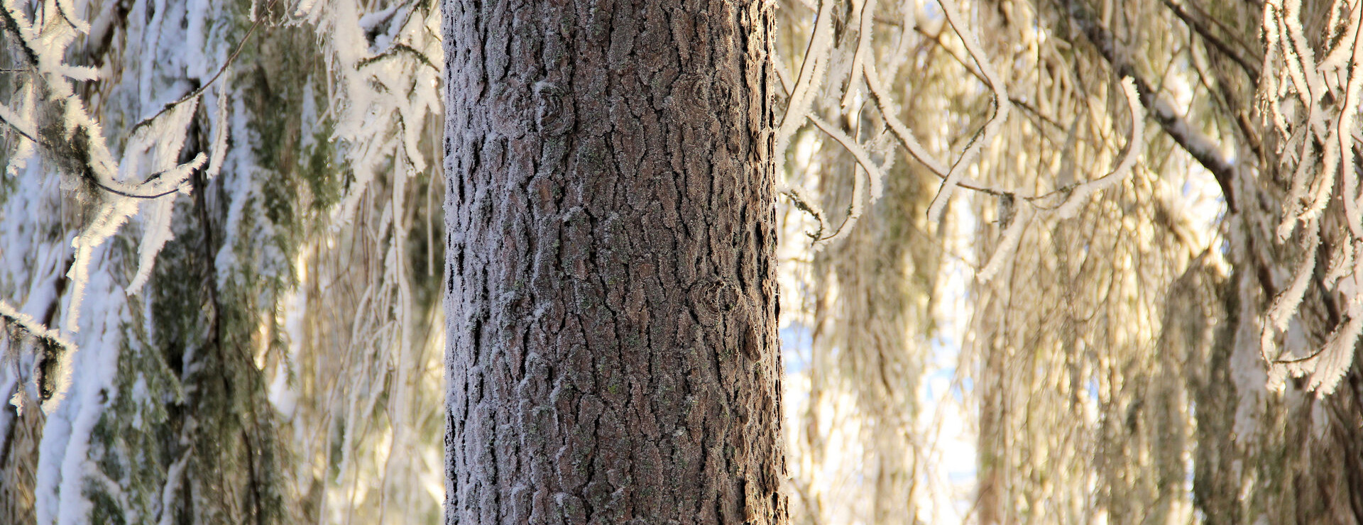 Kaunisvaara - Del i allmänning