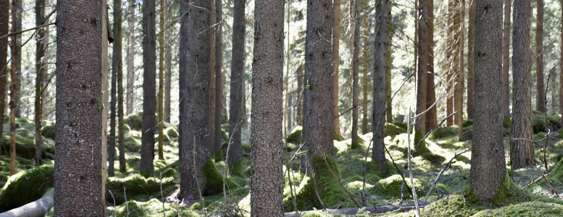 Skog i Dannike - Välskött och virkesrikt
