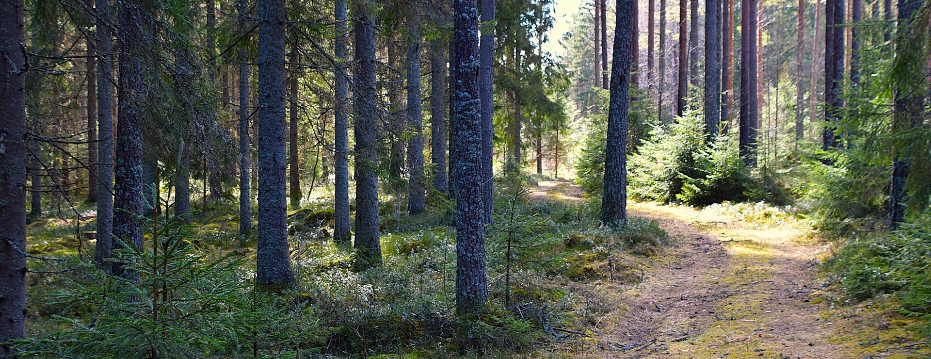 Mo - Tillgängligt skogsbruk