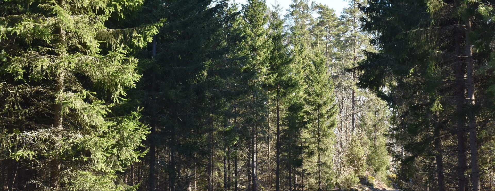 Henaryd - Skog i Bäckebo