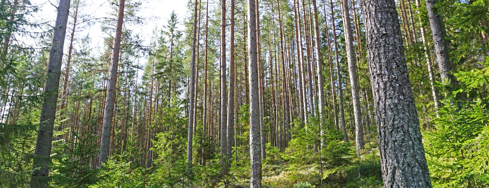 Långede - Tillgängligt skogsbruk