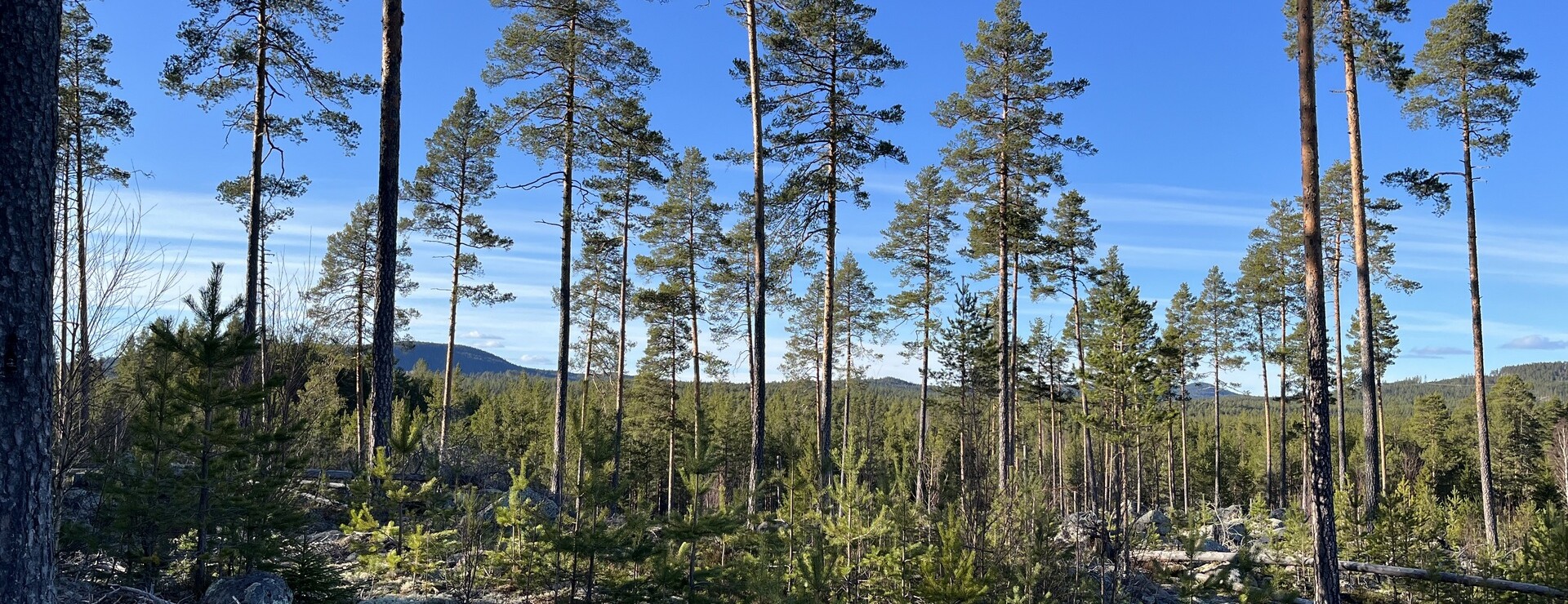 Djura - Skog i Djura