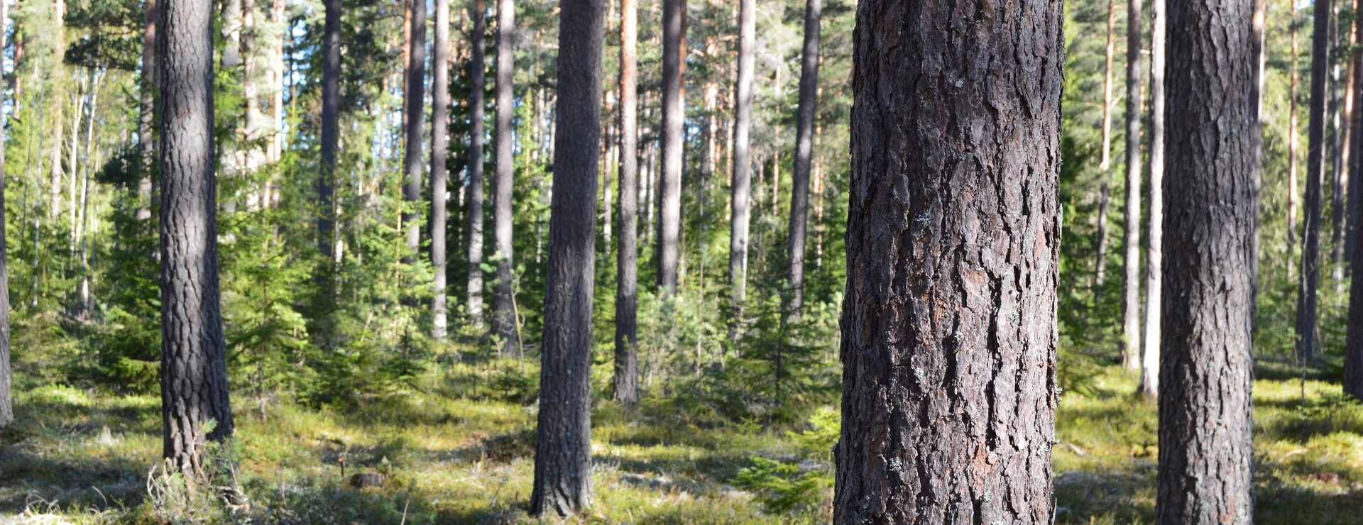 Trösken - Skog söder om Årsunda
