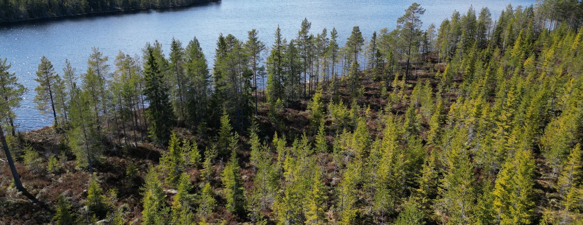 Gransjöberget - Vilt och vackert i Äppelbo
