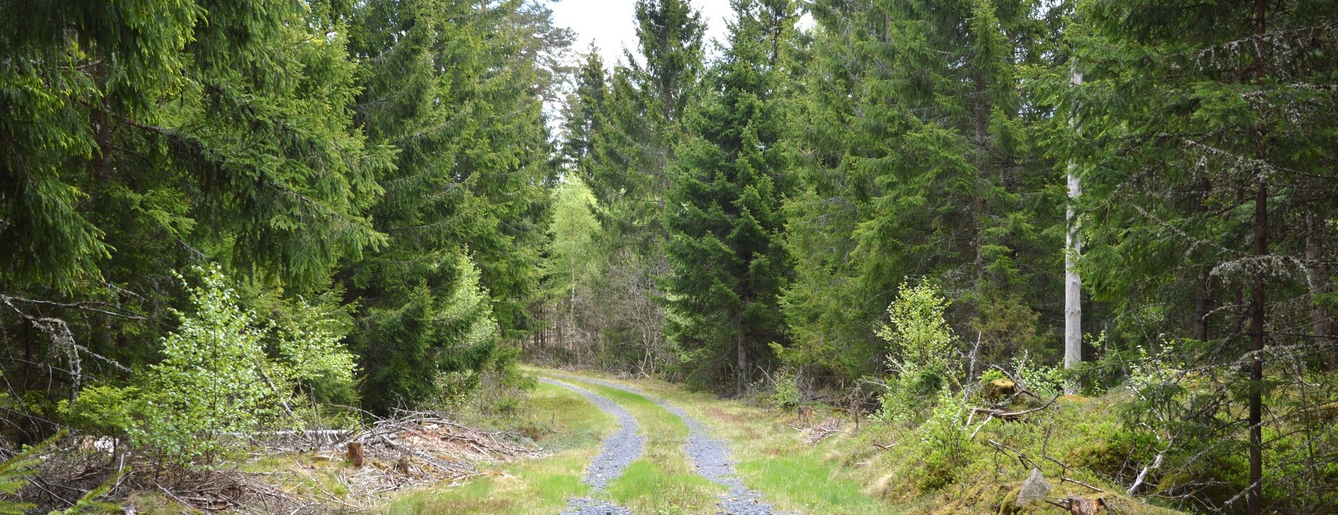 Annerstads-Bolmaryd - Skogsfastighet Ljungby
