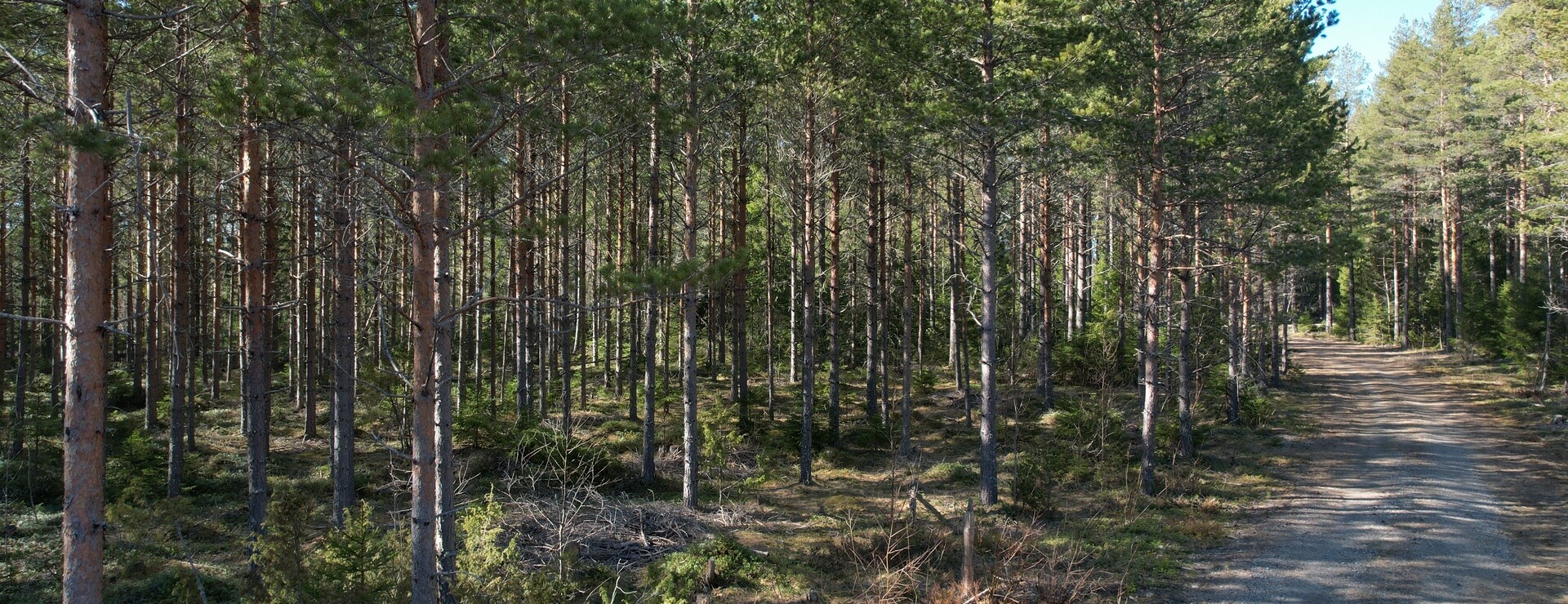 Ivantjärn - Skog i Ivantjärn