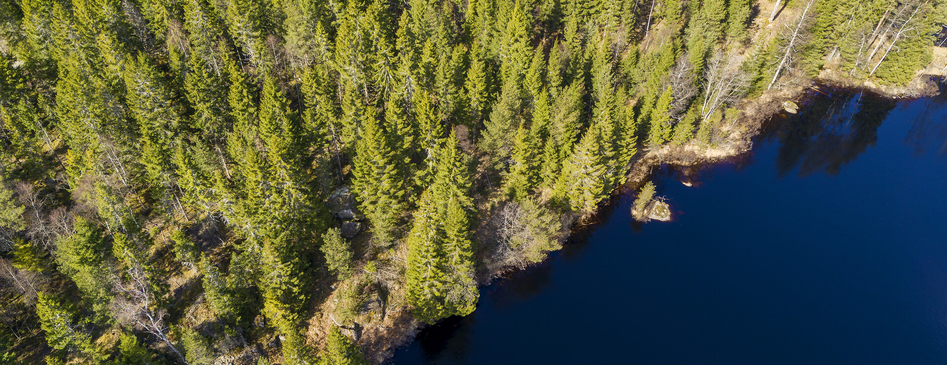 Dammtorps skogar - Skog med sjöläge