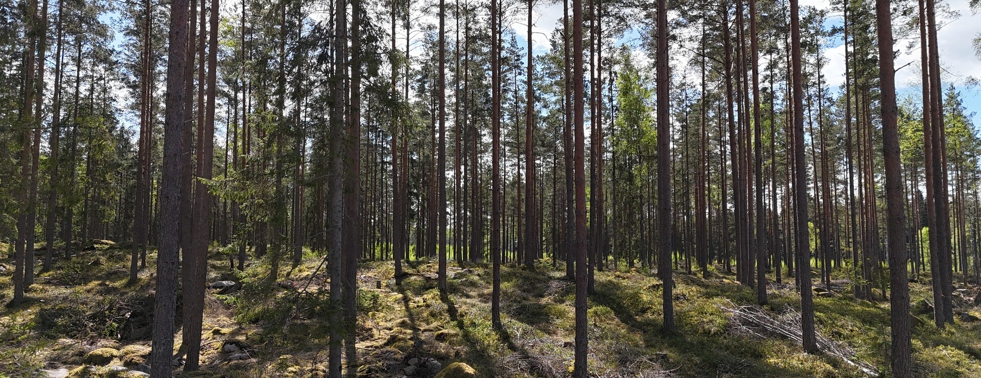 Stjärntorp - Skog i Parismåla