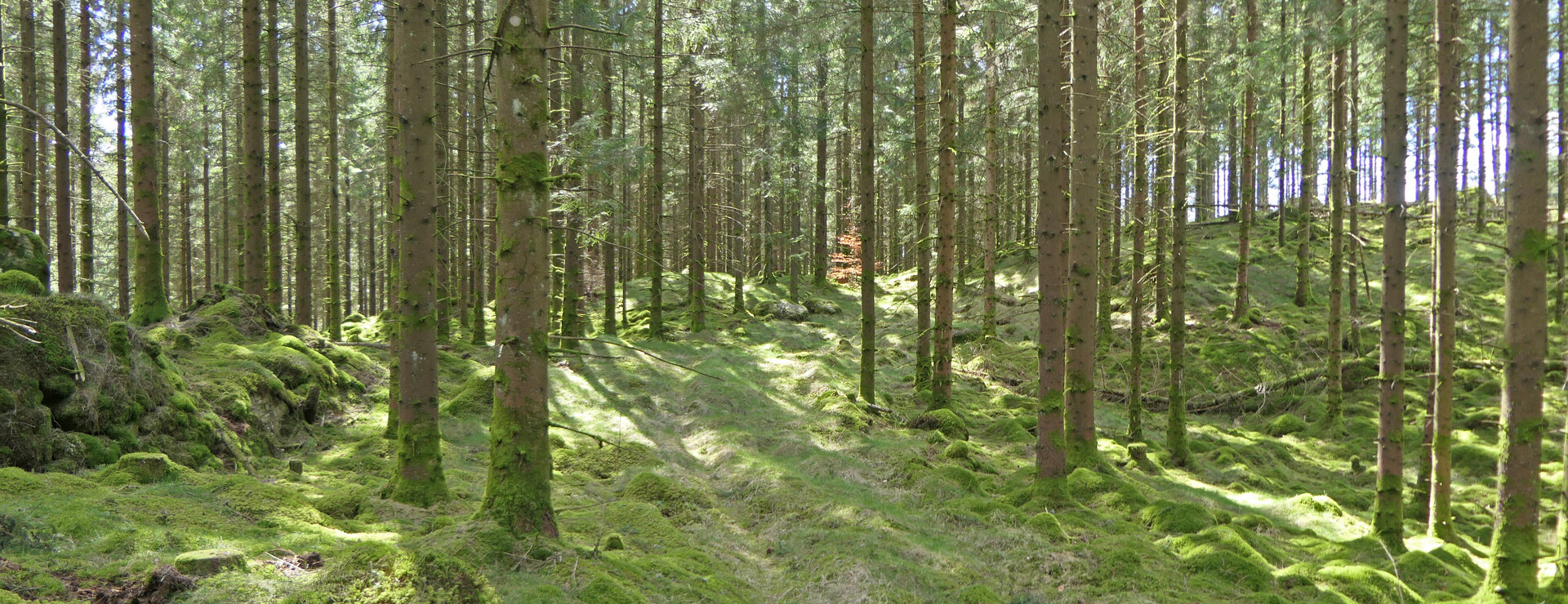 Vräk - Skogsfastighet vid Ullared