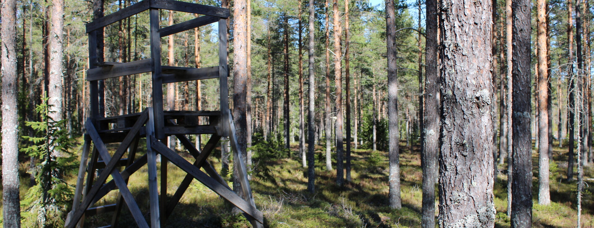 Uttersjön - Välgallrad produktionsskog