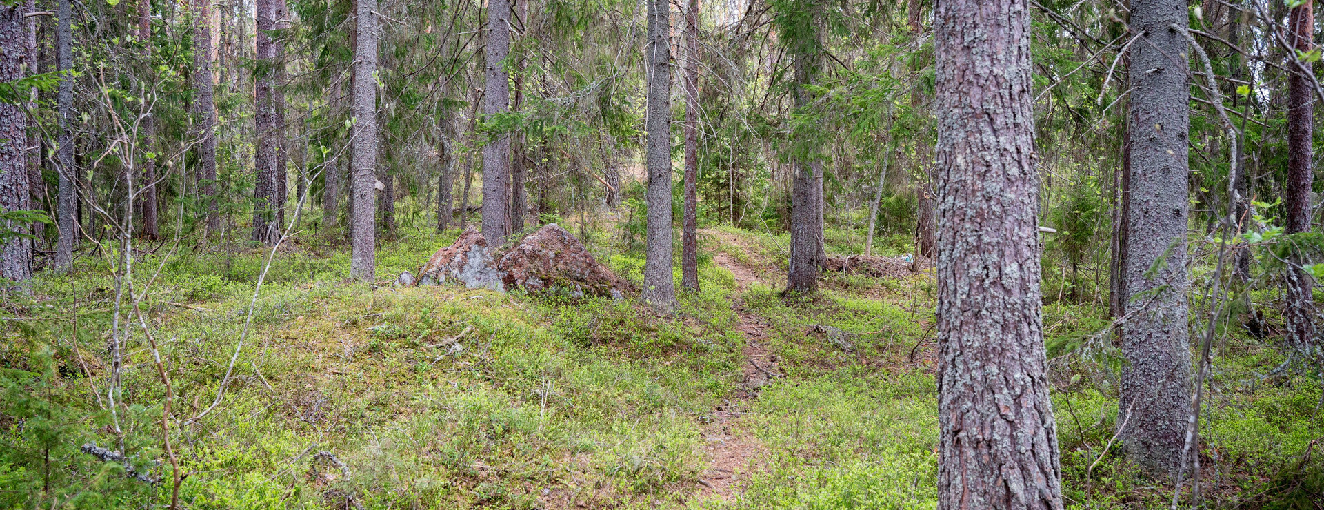Högsjö-Dal - Slutavverkningsbar skog