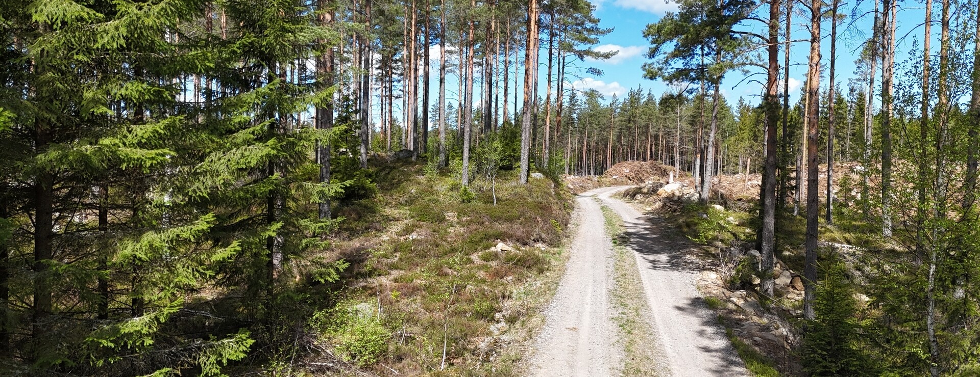 Parismåla - Skog i Parismåla