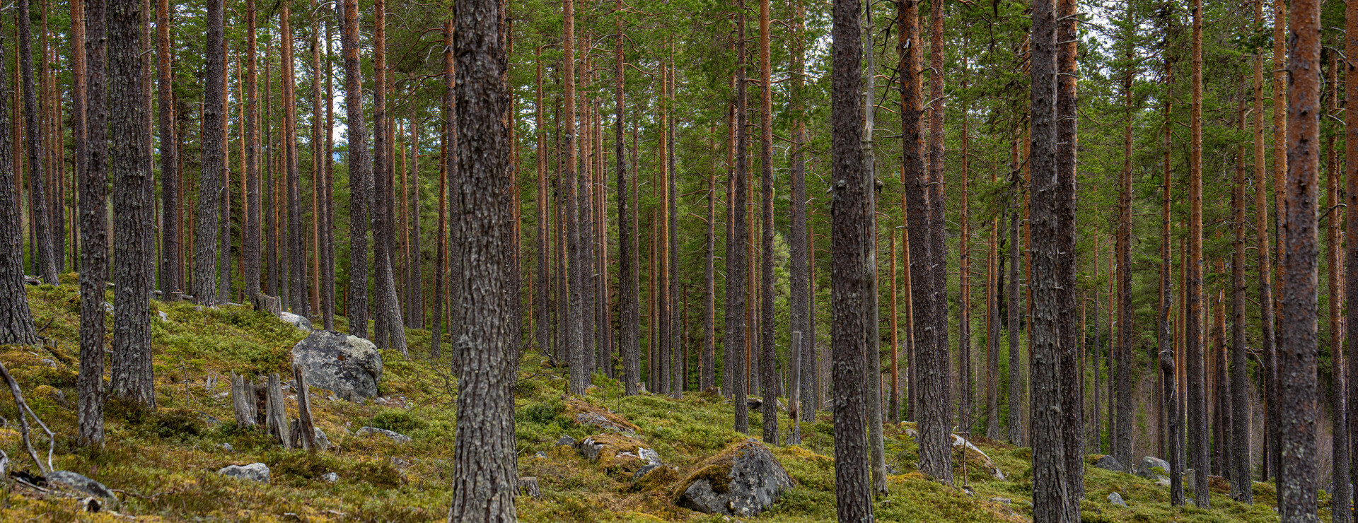 Skyttmon - Fina tallar vid Skyttmon