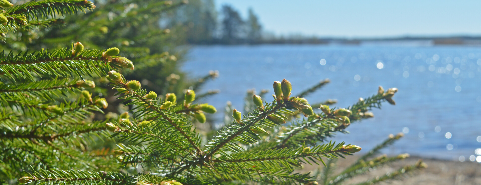 Östra Järn - Skogsskifte vid Vänern