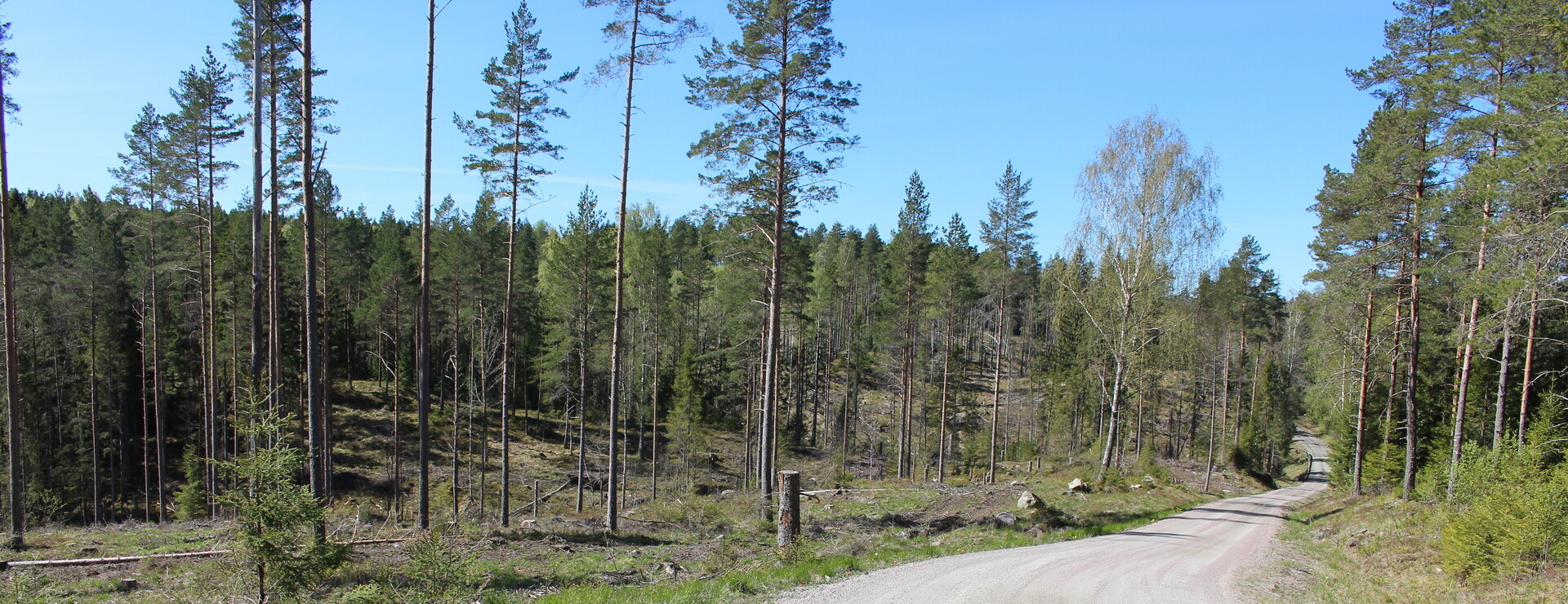 Mossviken - Skog i Vårvik