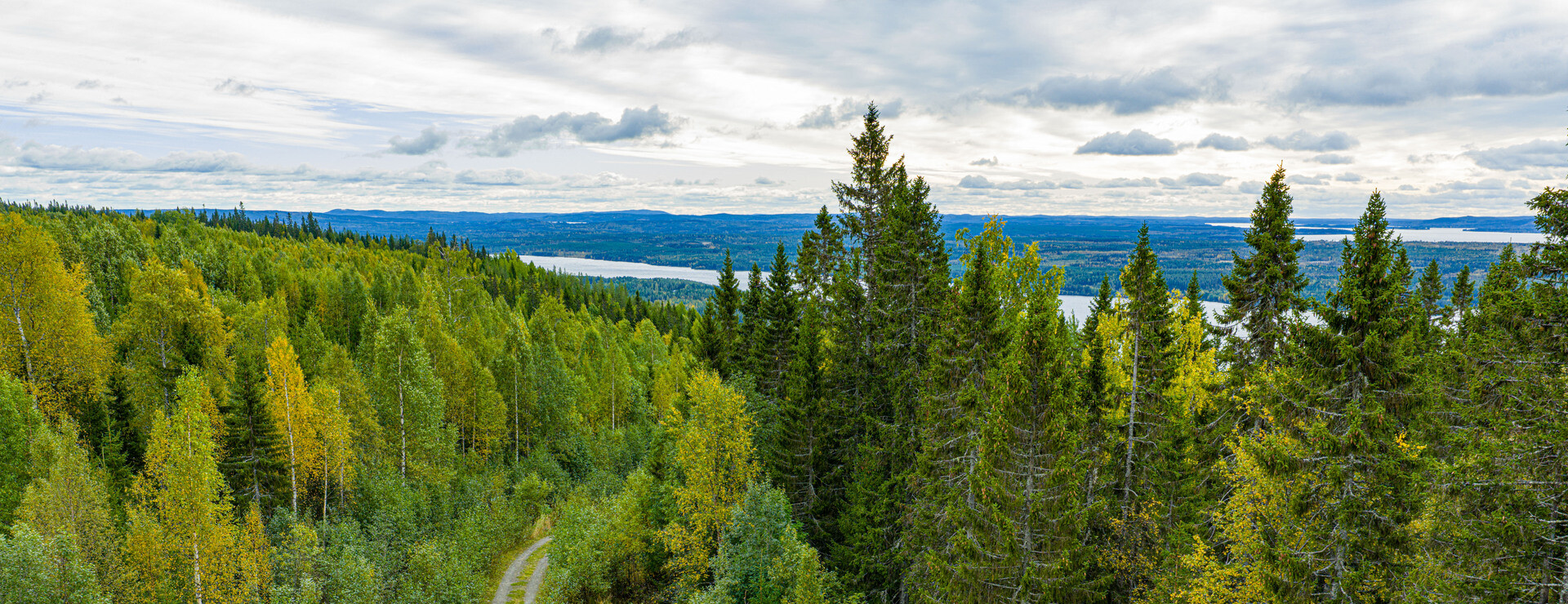 Tåsjö - Skog och jakt i Tåsjö