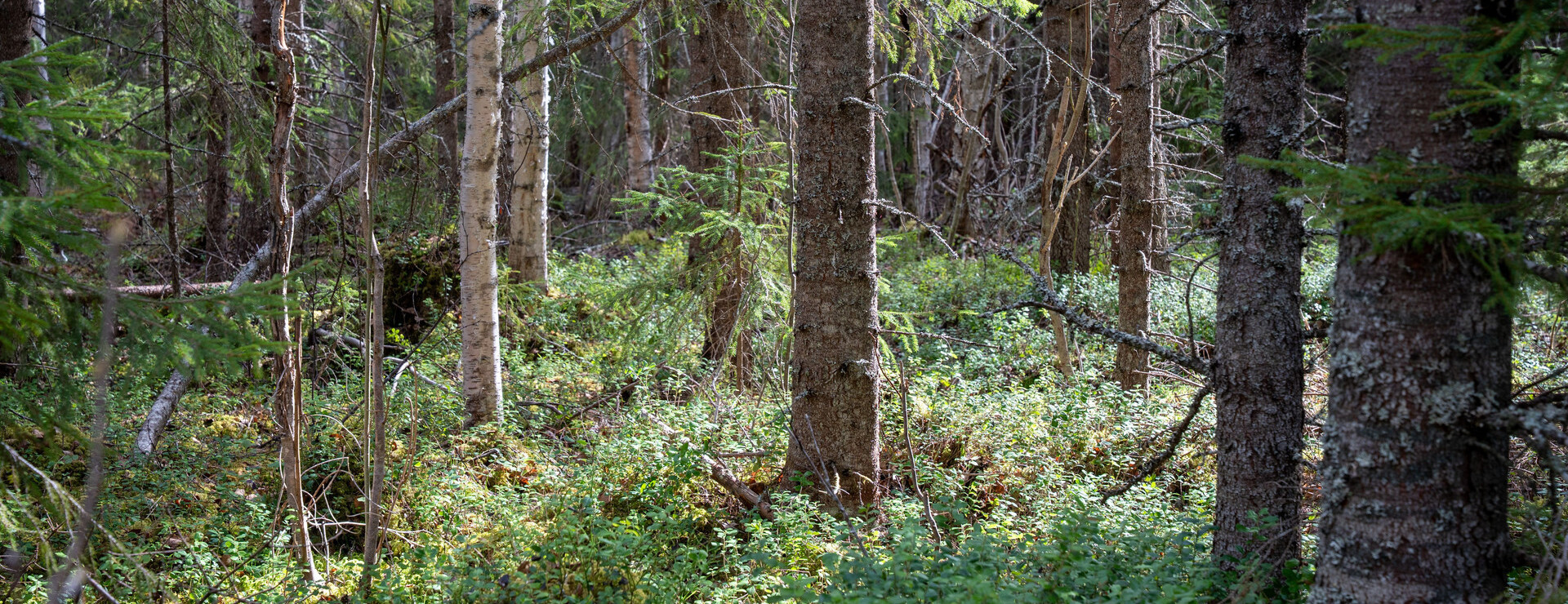 Holmstrand - Skog i Holmstrand