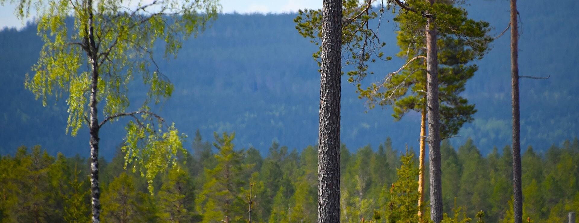 Ljusnästorp - Skogsbruk och jakt