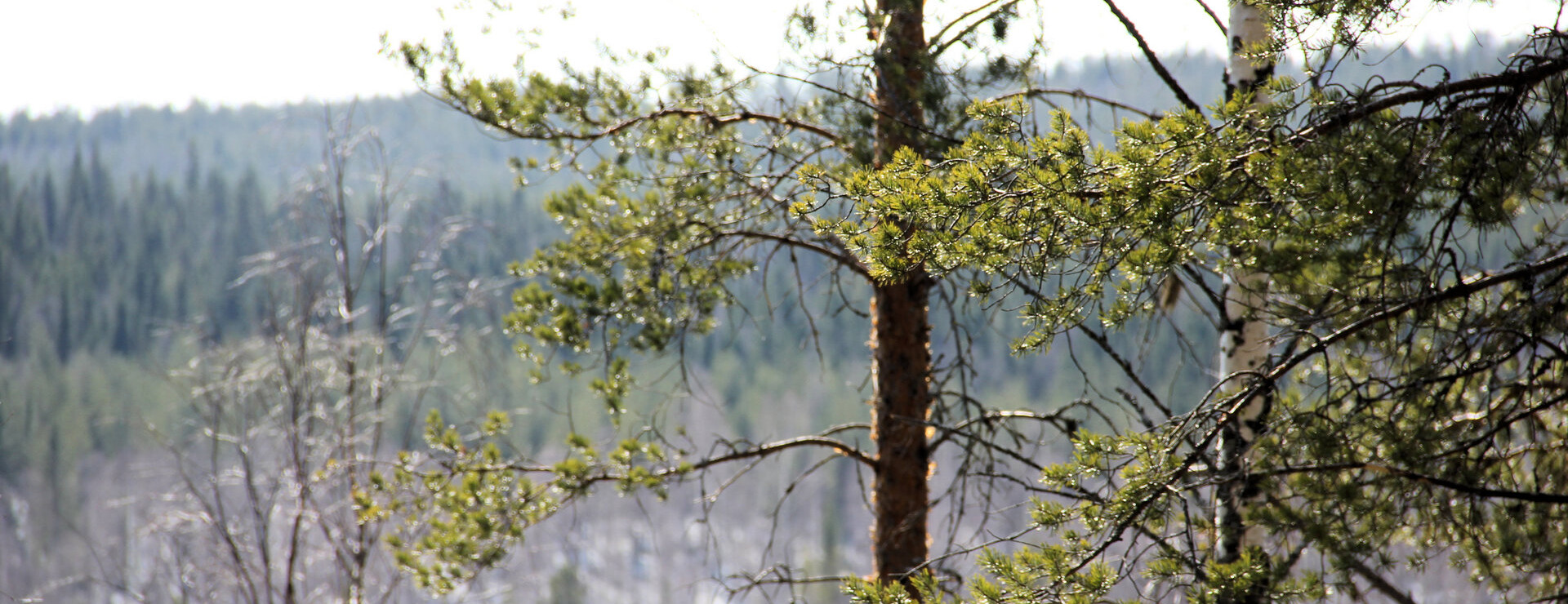 Korpikå - God tillgänglighet