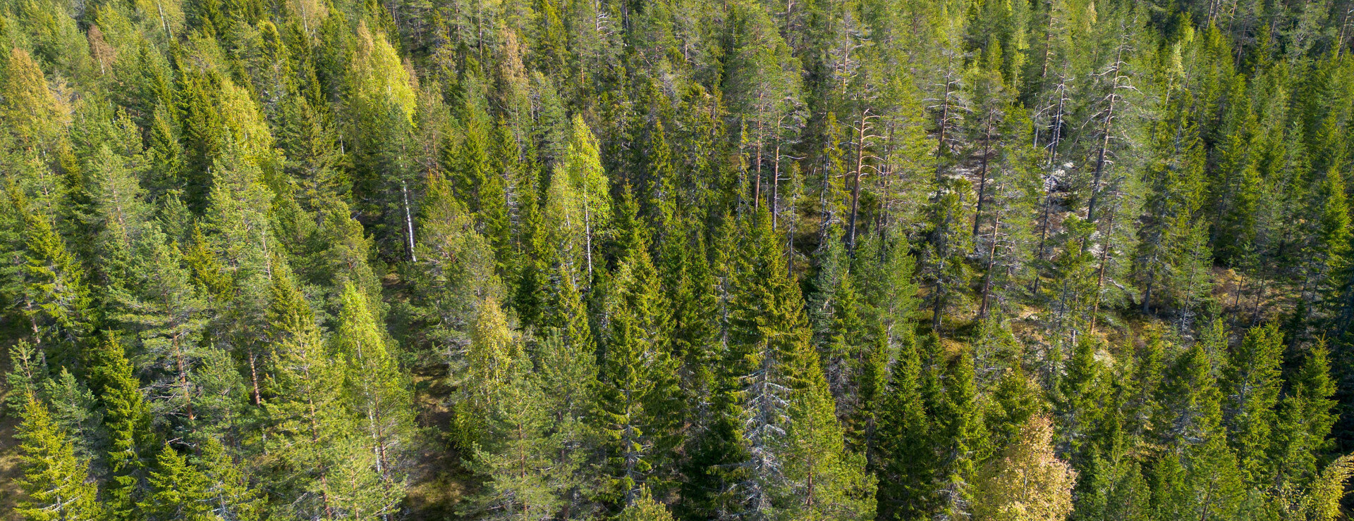 Sidsjö - Skog i ett skifte