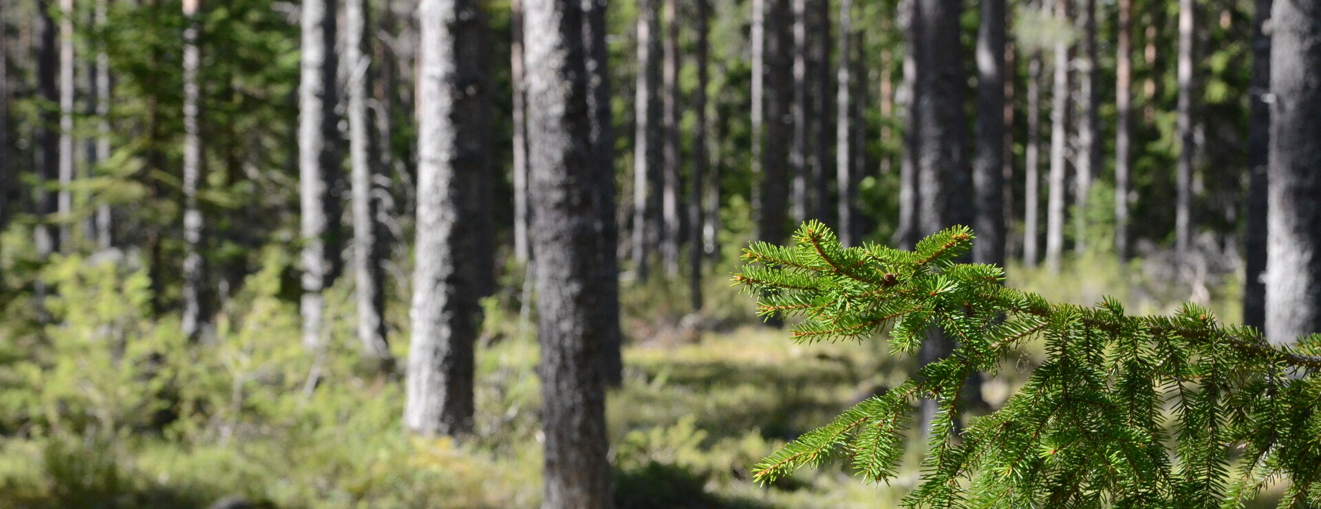 Gulleråsen - Skog och potentiell vindkraft