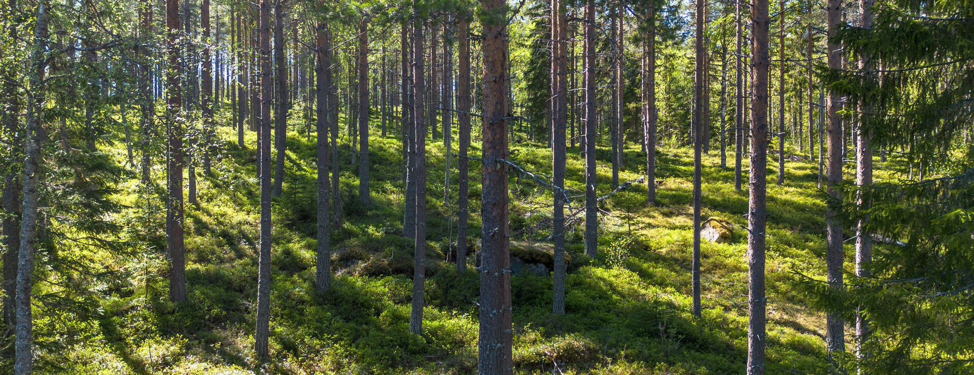 Sidensjö-Bölen - Skogsfastighet i Sidensjö