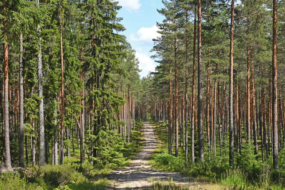 Skog, maskiner och öppet hus i Vimmerby