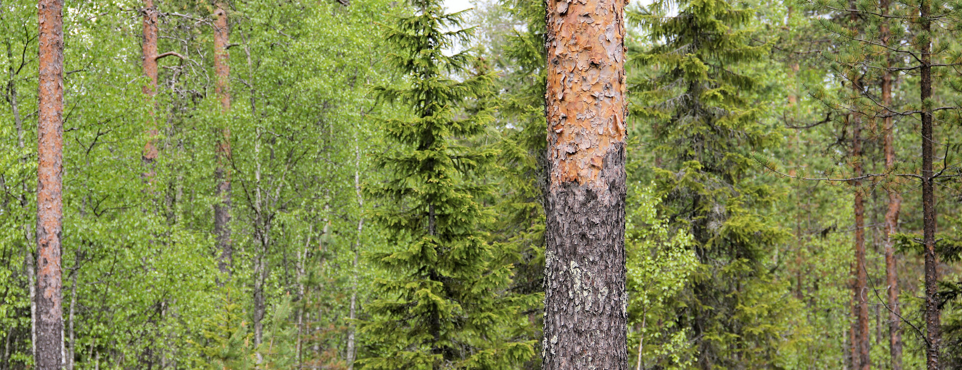 Rutvik - Virkesrikt och välarronderat