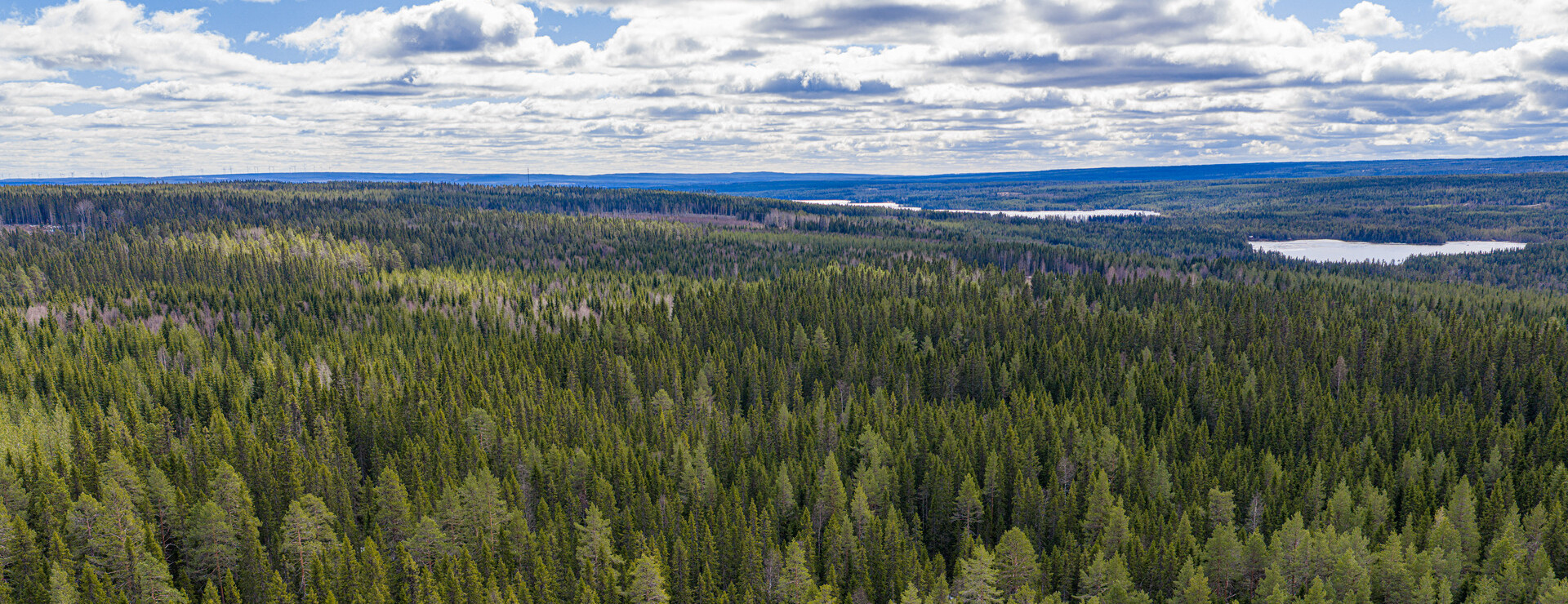 Slätten - Skog och jakt i Föllinge
