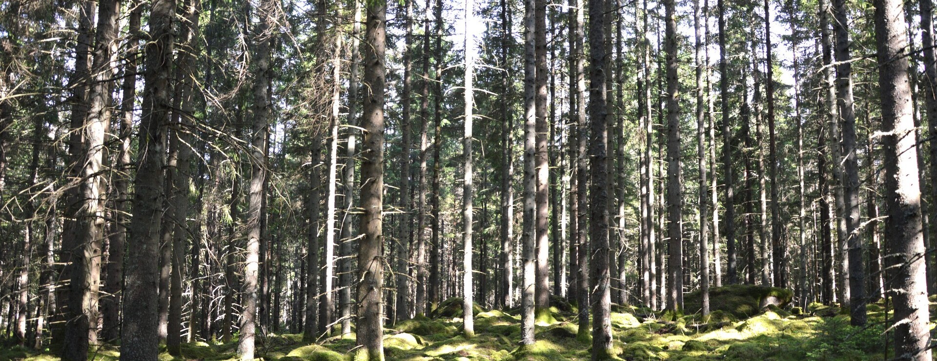 Forsa - Intressant skogsinvestering