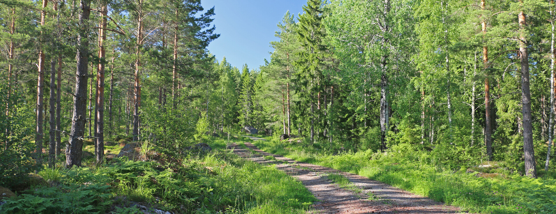 Gårdsätter skog - Skogsskifte med hög tillväxt