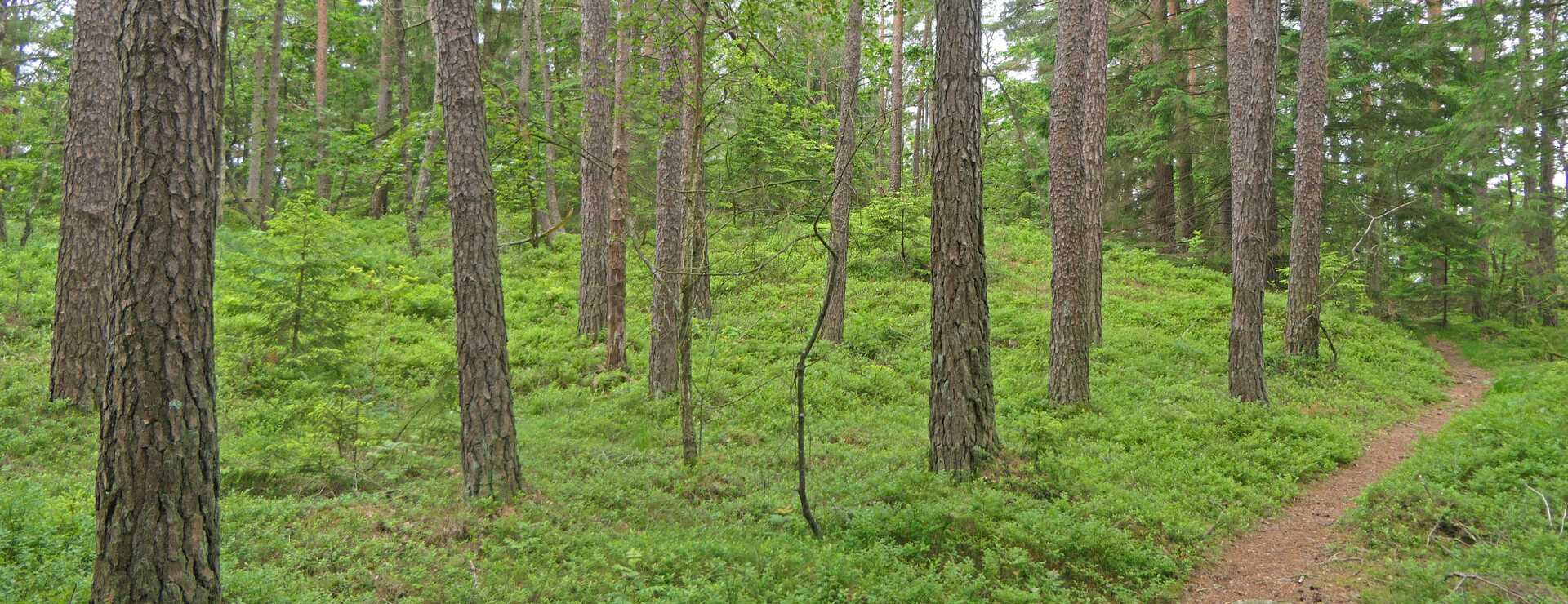 Alslöv - Rejält med äldre skog