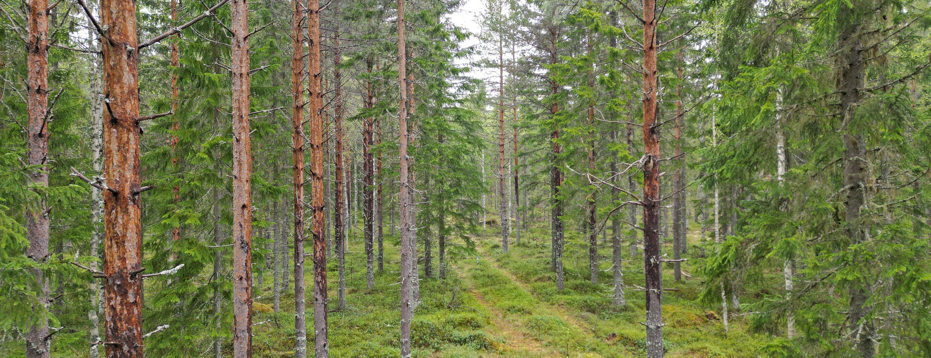 Vitvattnet - Virkesrik skogsfastighet