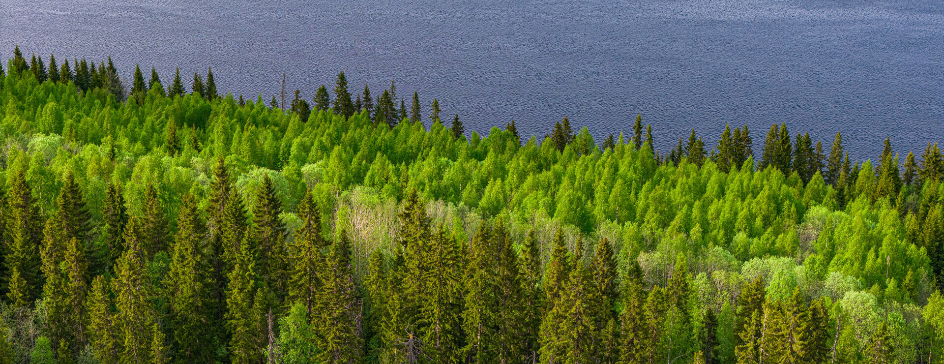 Munsåker - Skog vid Indalsälven