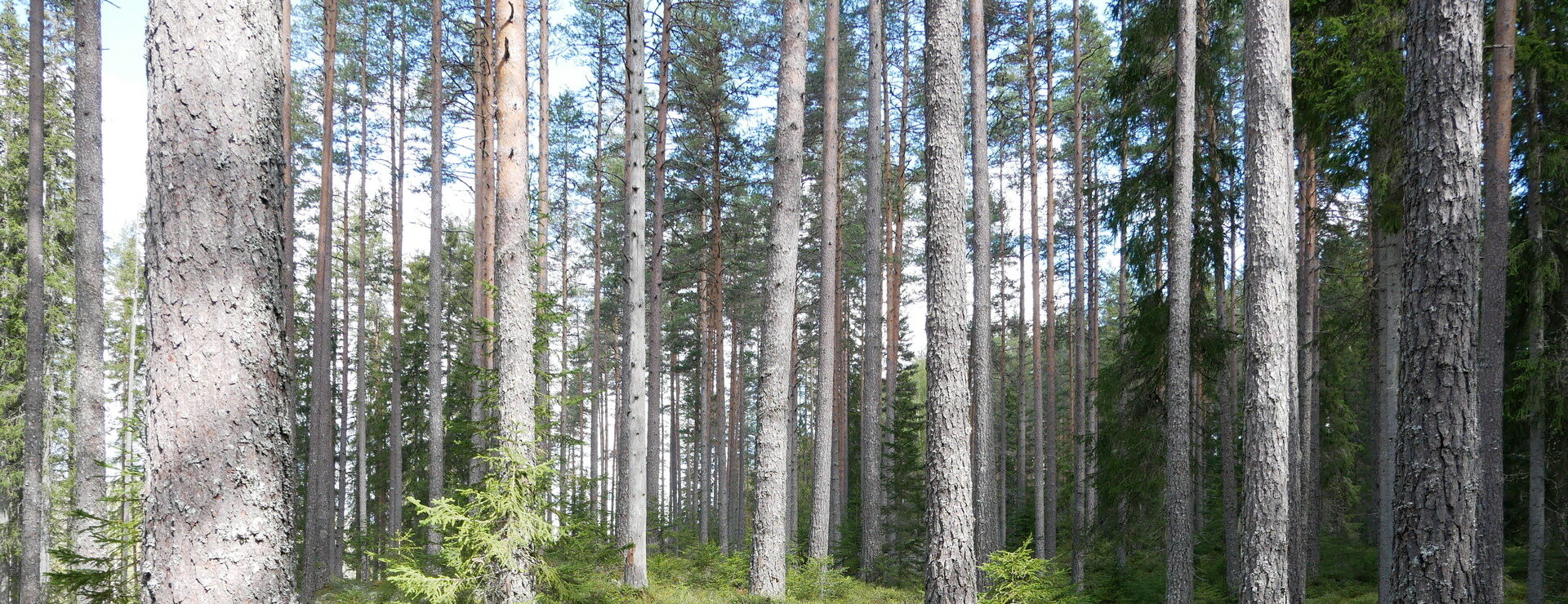 Timbonäs - Skogsfastighet i Gräsmark