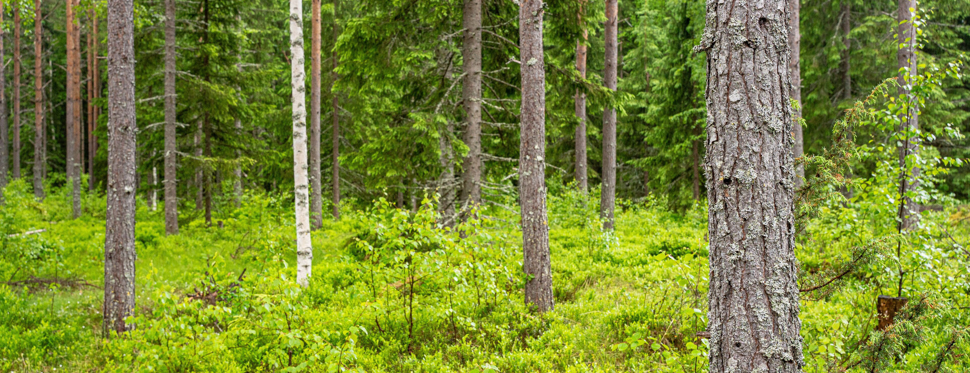 Norrgissjö - Skog i ett skifte