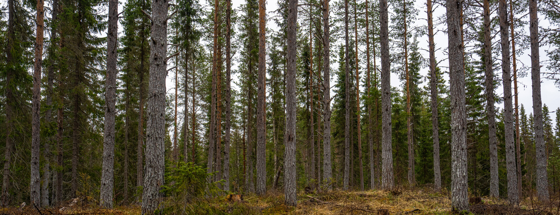 Tångeråsen - Skog i Tångeråsen