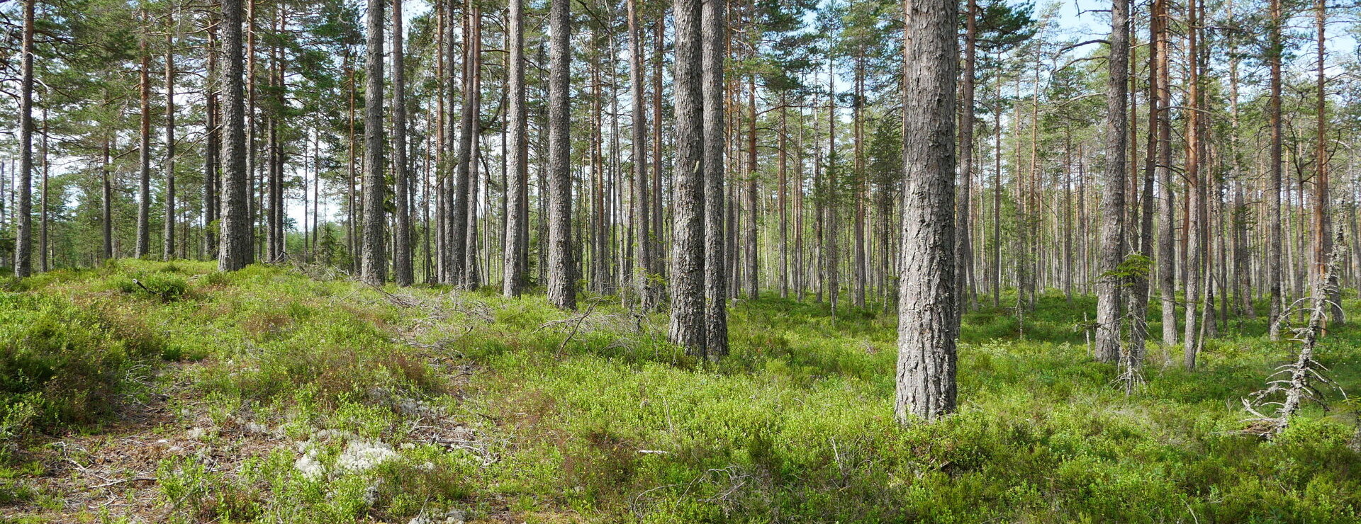 Bosebyn - Mindre skogsfastighet i Sunne