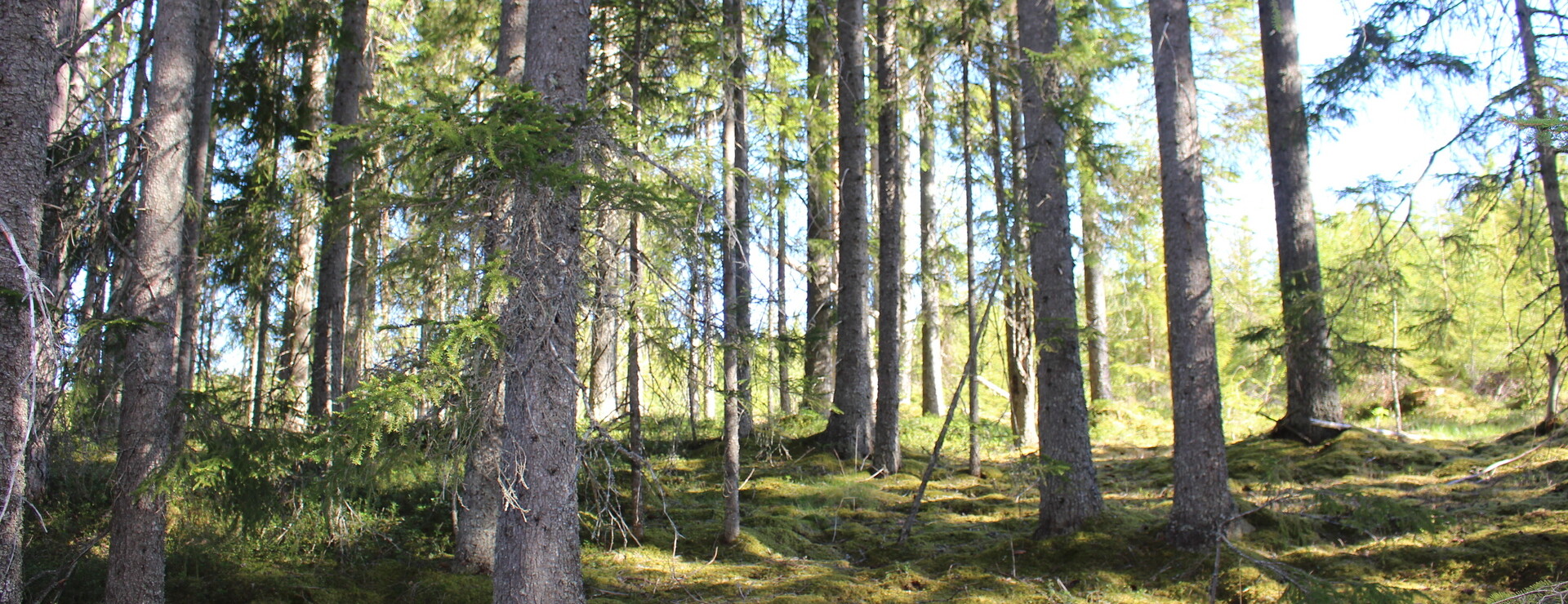 Medskogen - Rejäl fastighet i ett block