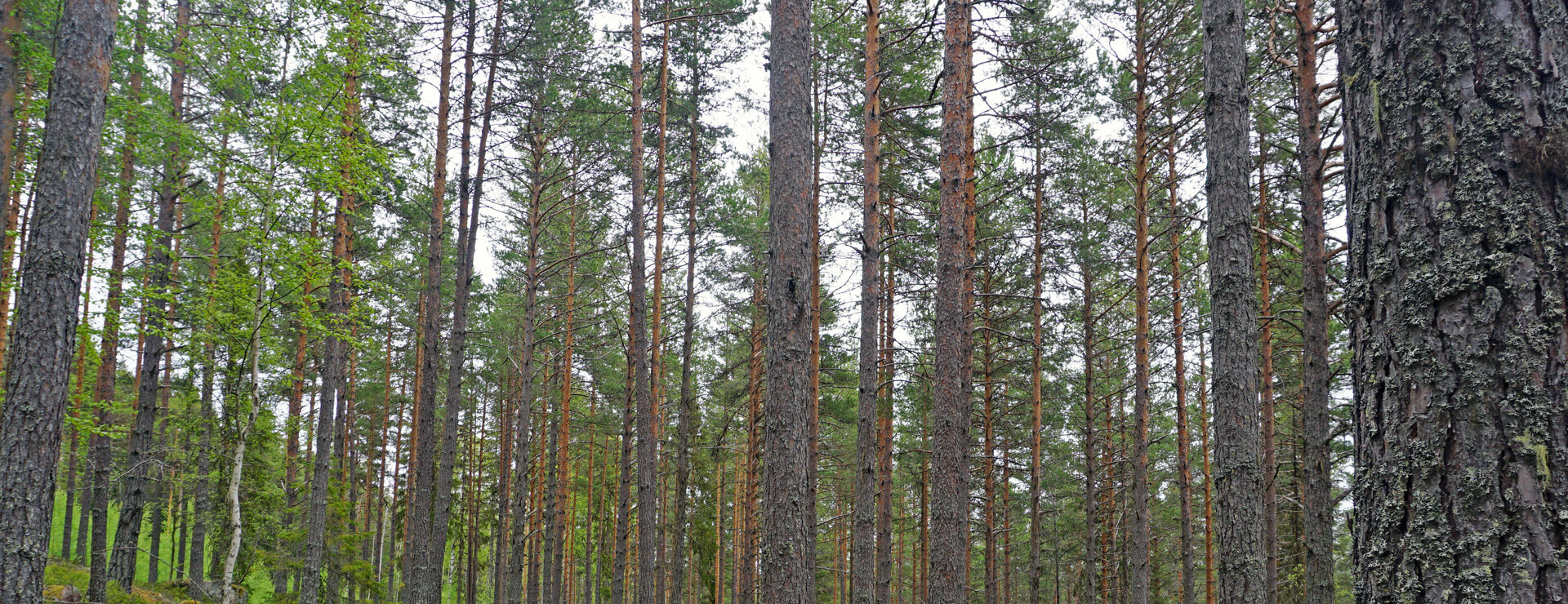 Ångsäter - Tillväxtfastighet