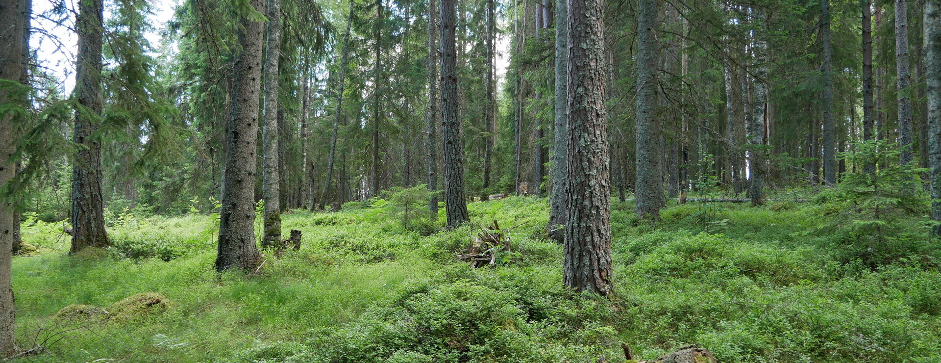 Högen - Virkesrikt skifte i Gleberget