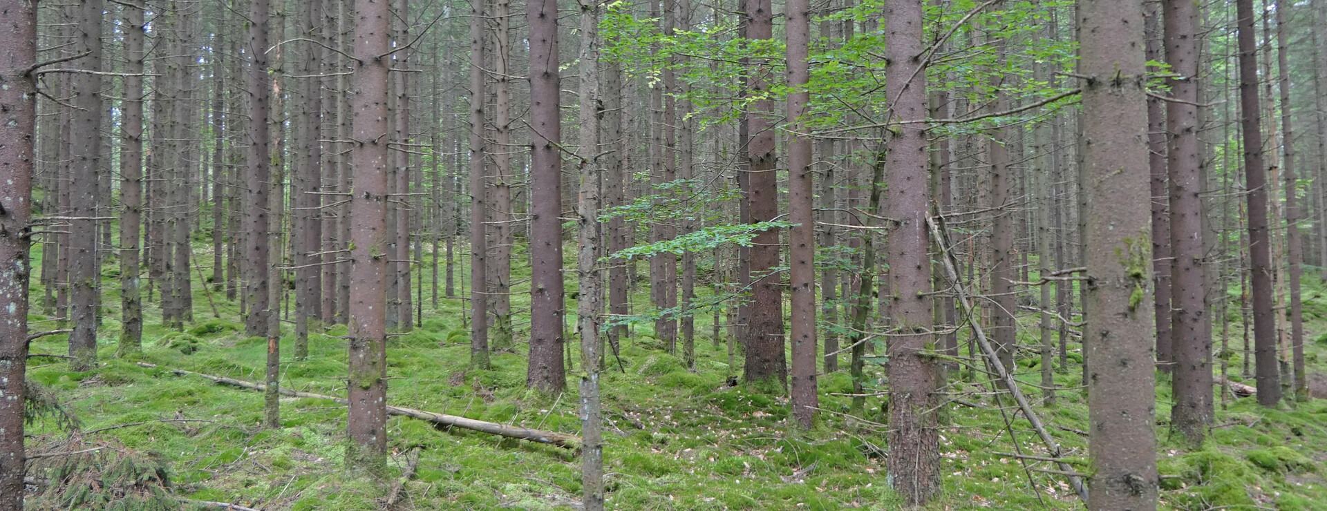 Rörsjö - Skog och jordbruksmark